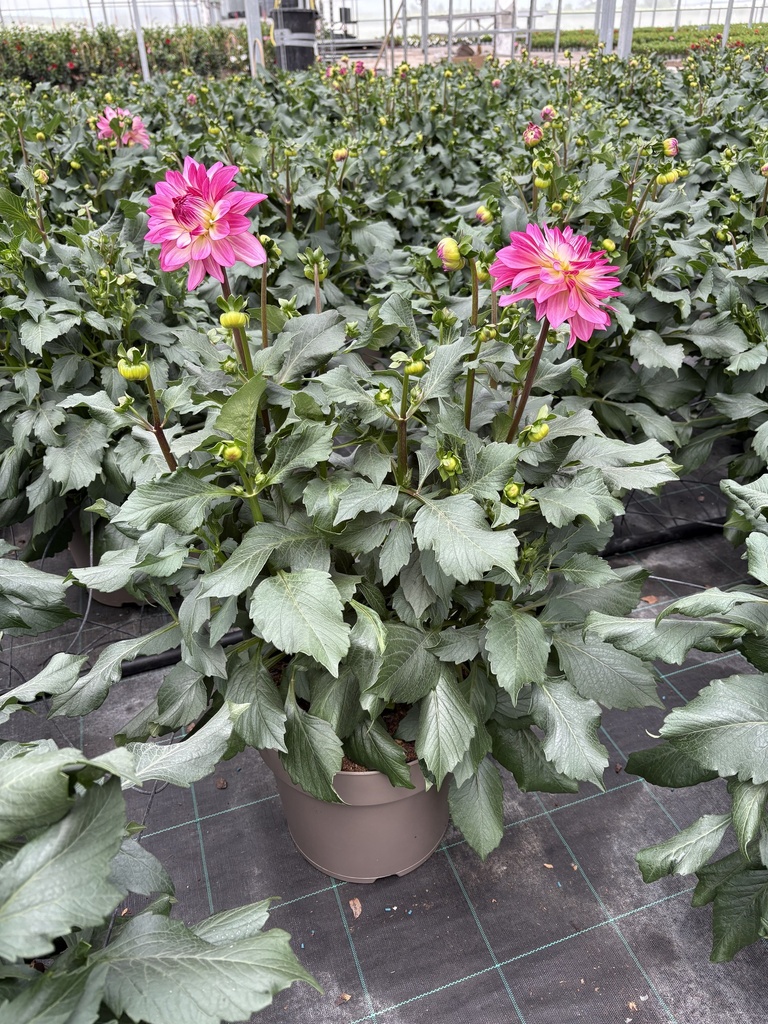 Dahlia hybrid cespuglio 27