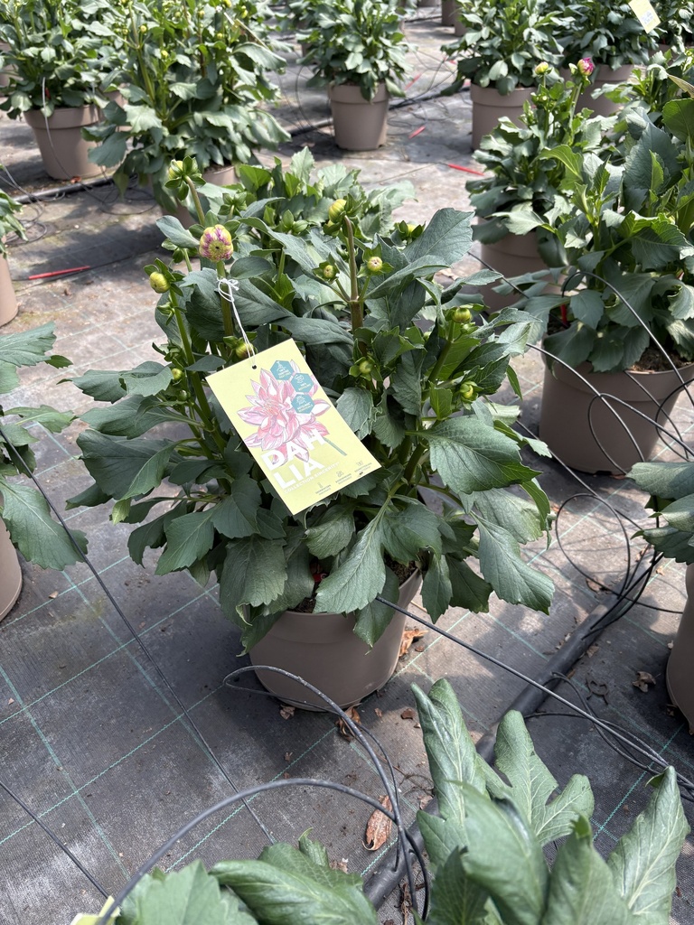 Dahlia x hyb. Collection Sincerity bush 27