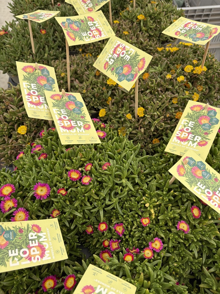 Delospermum Wheels of Wonder vaso 17