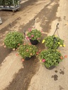 Portulaca umb. Pazzaz Nano basket 27