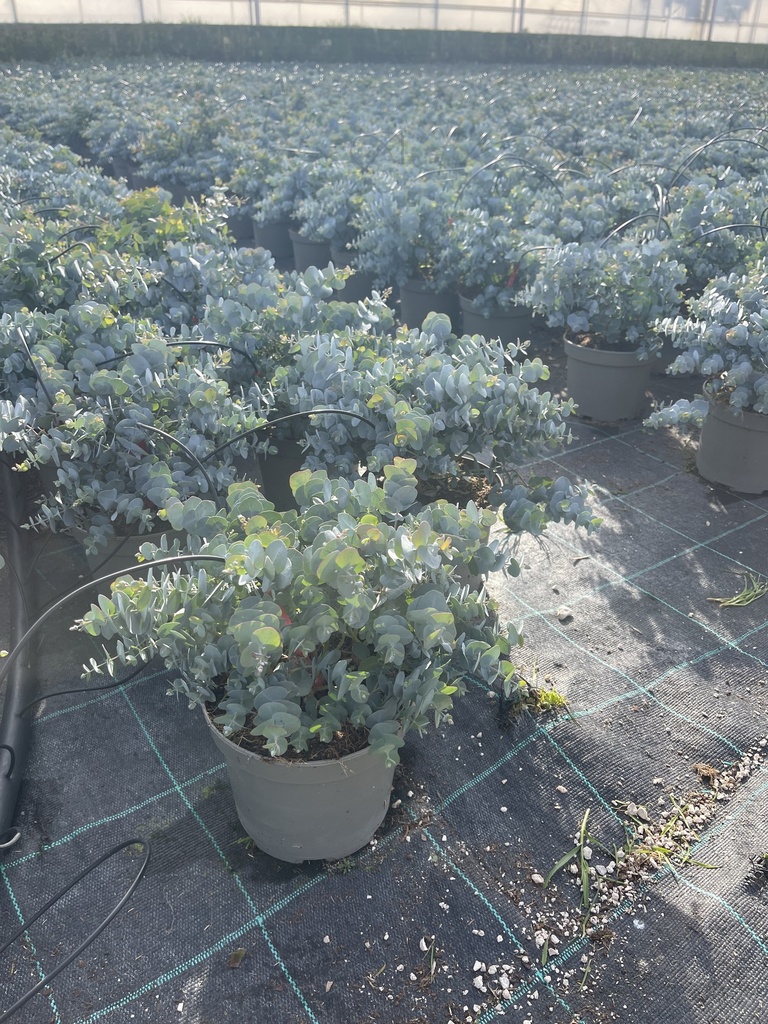 Eucalyptus cinerea Silver Dollar bush 17