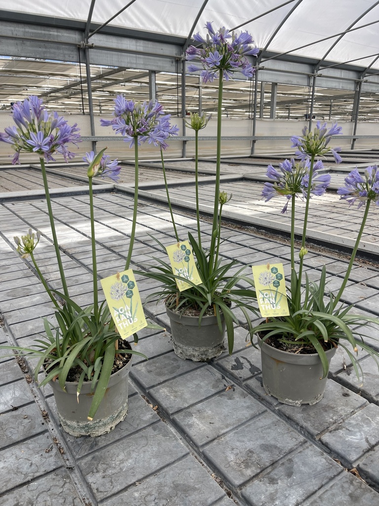 Agapanthus hyb. blue pot 17