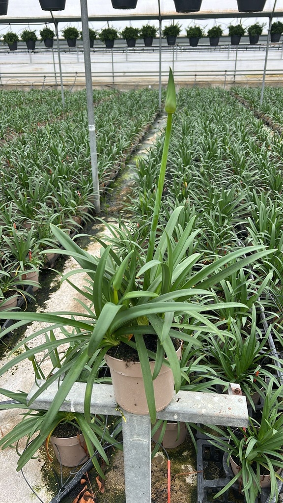 Agapanthus hyb. Blau Topf 17