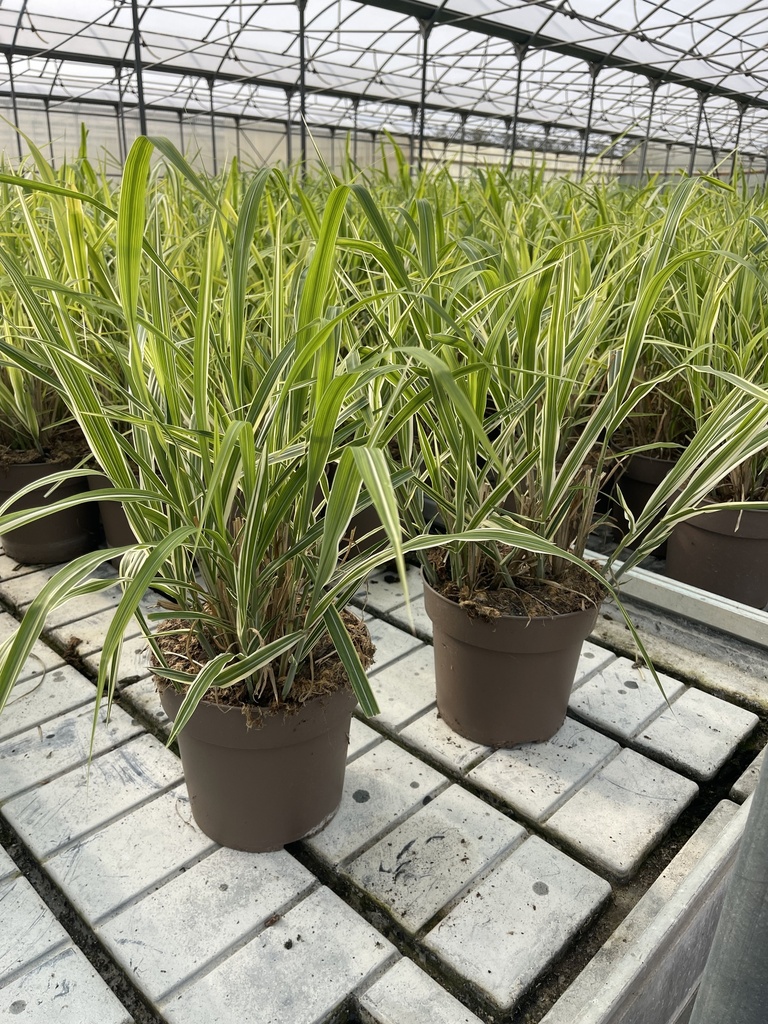 Miscanthus sin. Cosmopolitan Topf 21