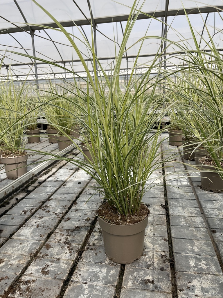 Miscanthus sin. Variegatus Topf 21