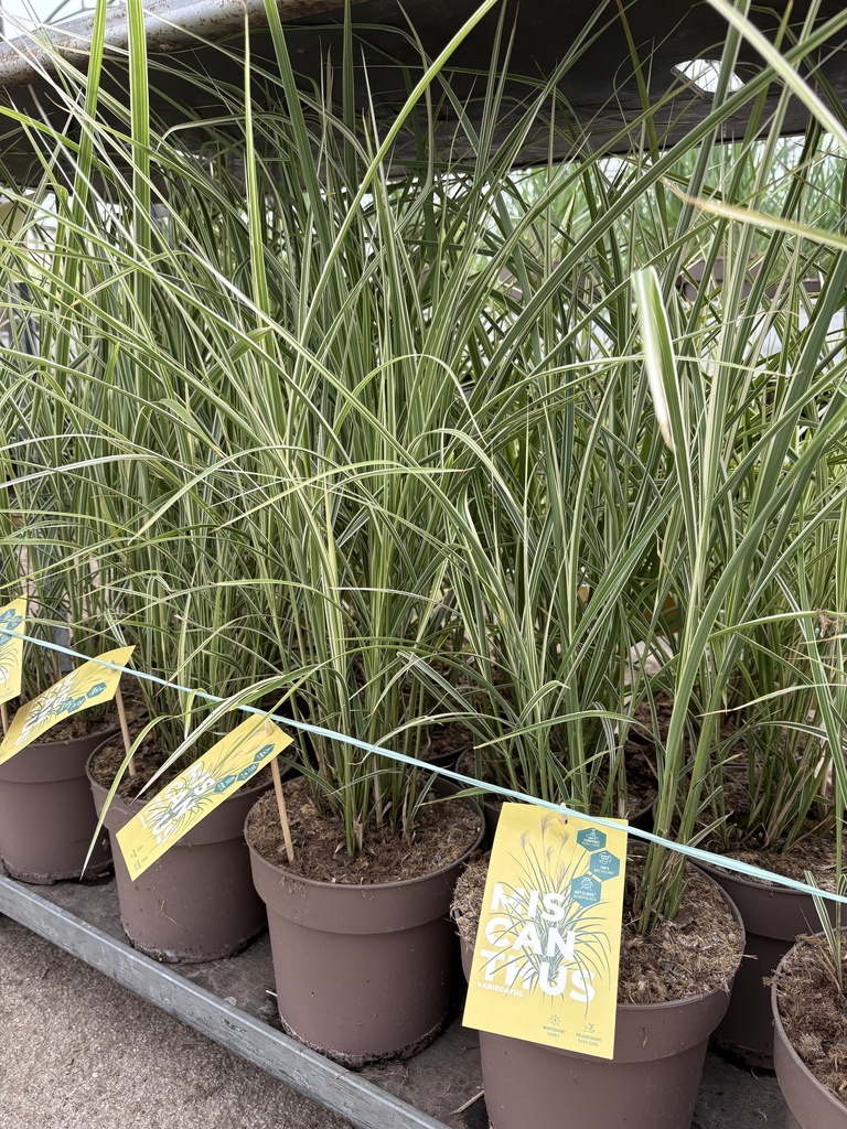 Miscanthus sin. Variegatus vaso 21