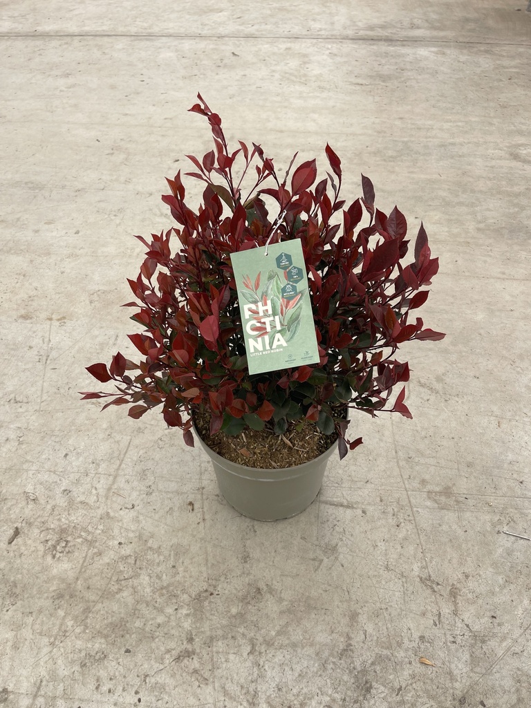 Photinia Little Red Robin Busch 26