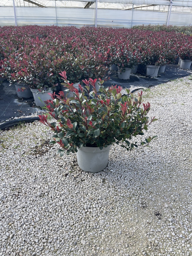 Photinia Little Red Robin Busch 26