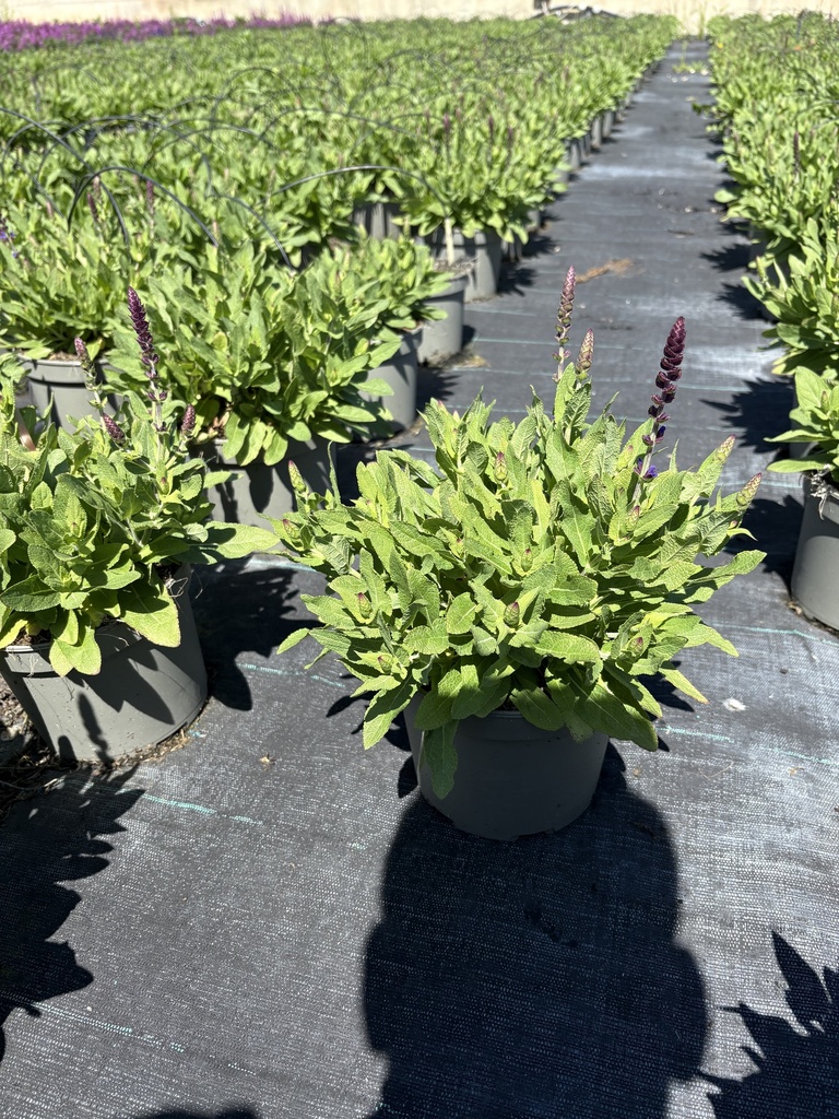 Salvia nemorosa Rianne® bush 17