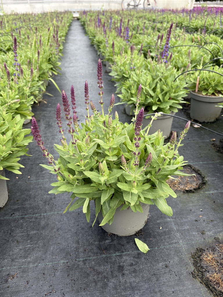 Salvia nemorosa Rianne® cespuglio 17