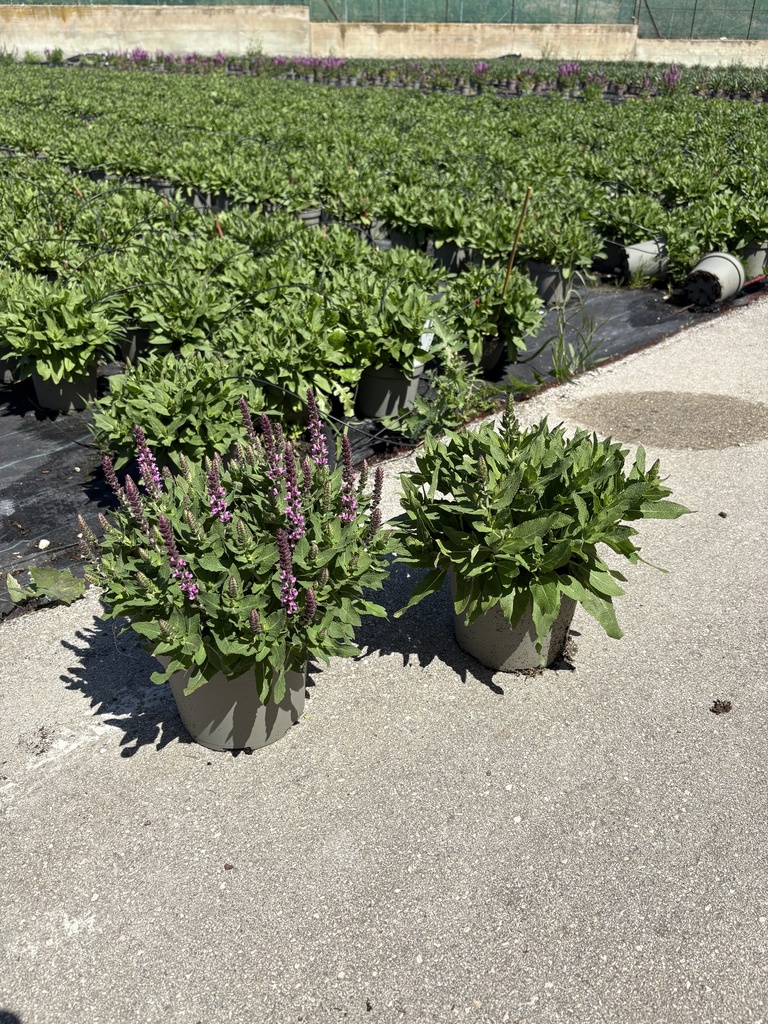 Salvia nemorosa Rianne® cespuglio 17