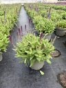 Salvia nemorosa Rianne® Busch 17