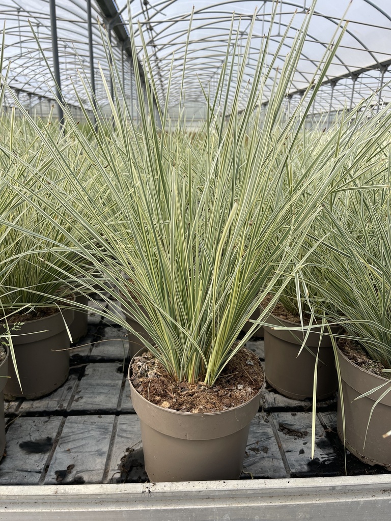 Lomandra longifolia White Sands vaso 21