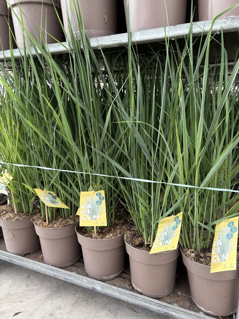 Panicum Northwind Topf 21
