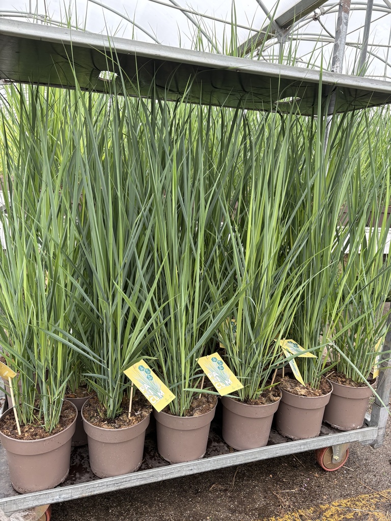 Panicum Northwind pot 21
