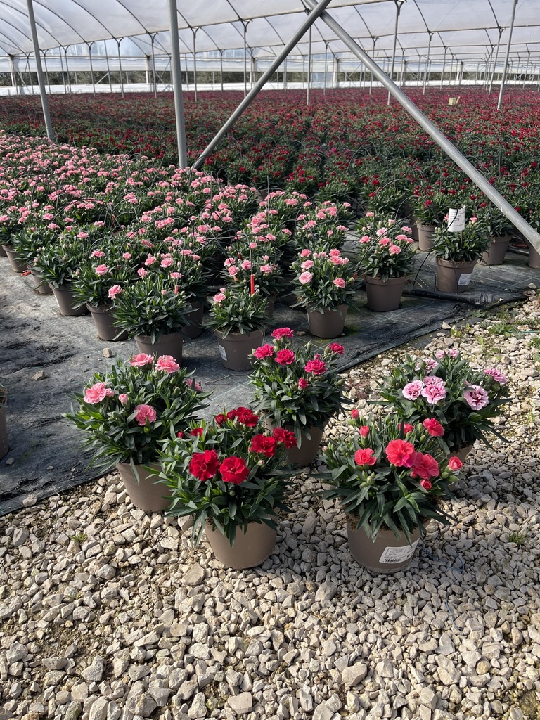 Dianthus Oscar Topf 14