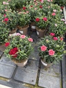 Dianthus Oscar Dreifarbig Topf 14 