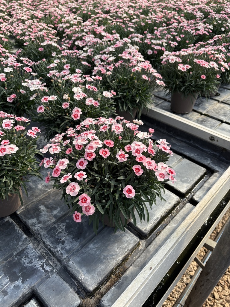 Dianthus Peach Party pot 14