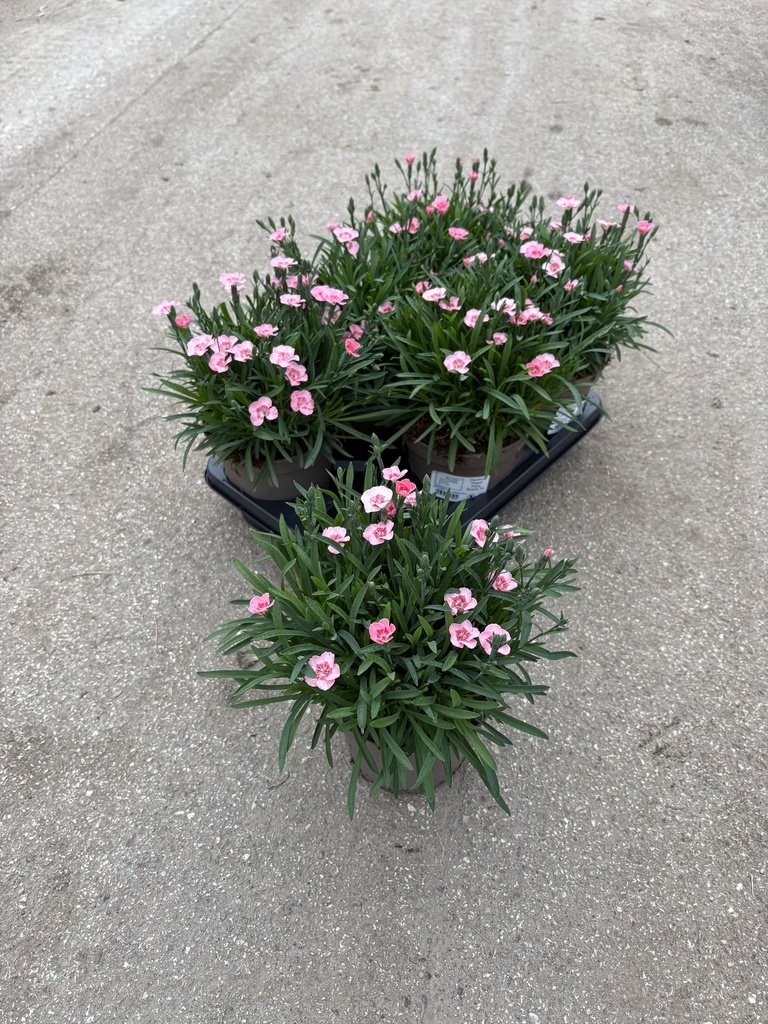 Dianthus Peach Party pot 14