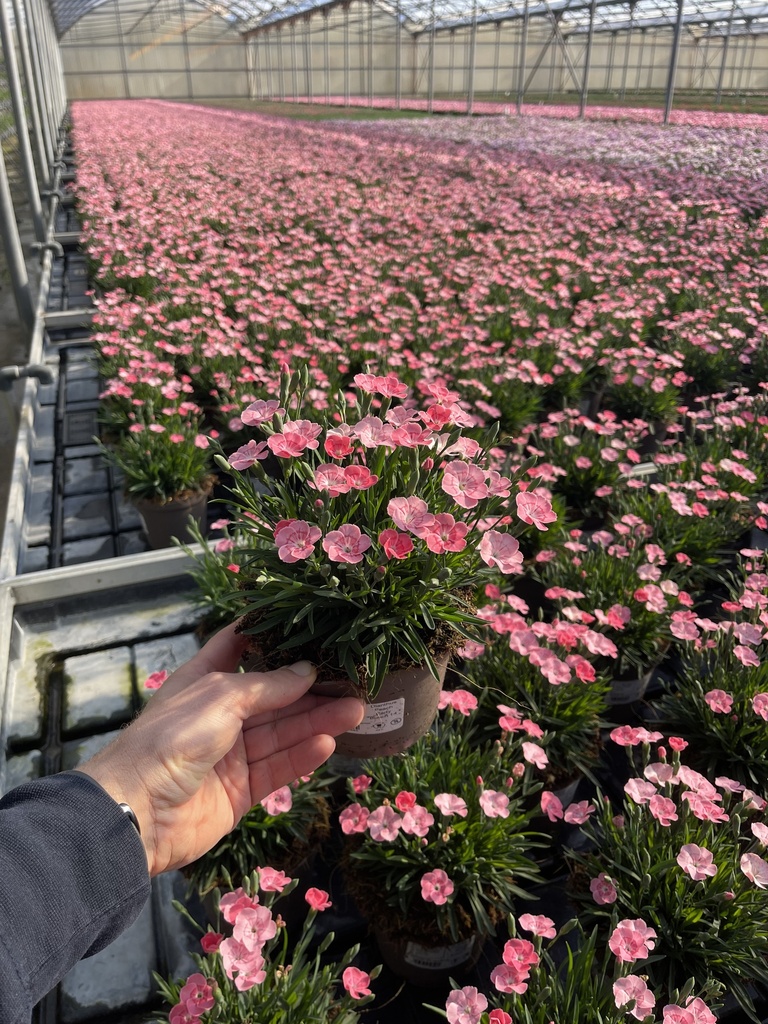 Dianthus Peach Party vaso 14