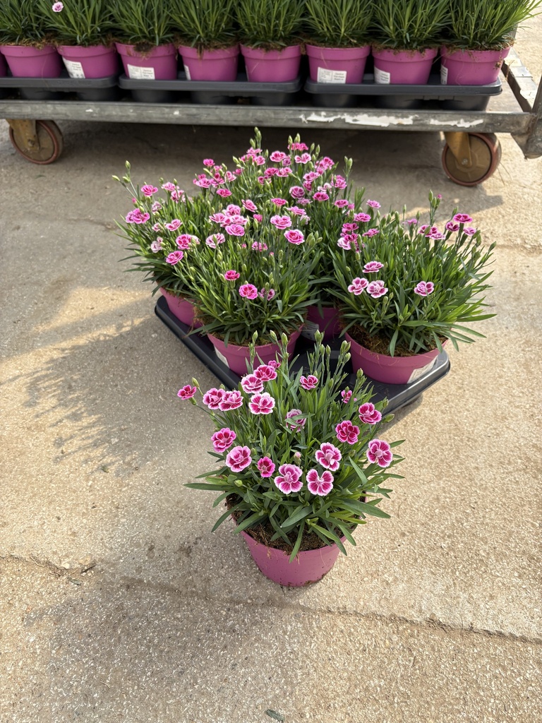 Dianthus Pink Kisses vaso 14