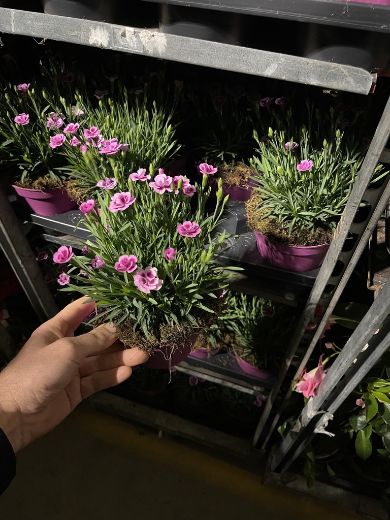 Dianthus Pink Kisses vaso 14