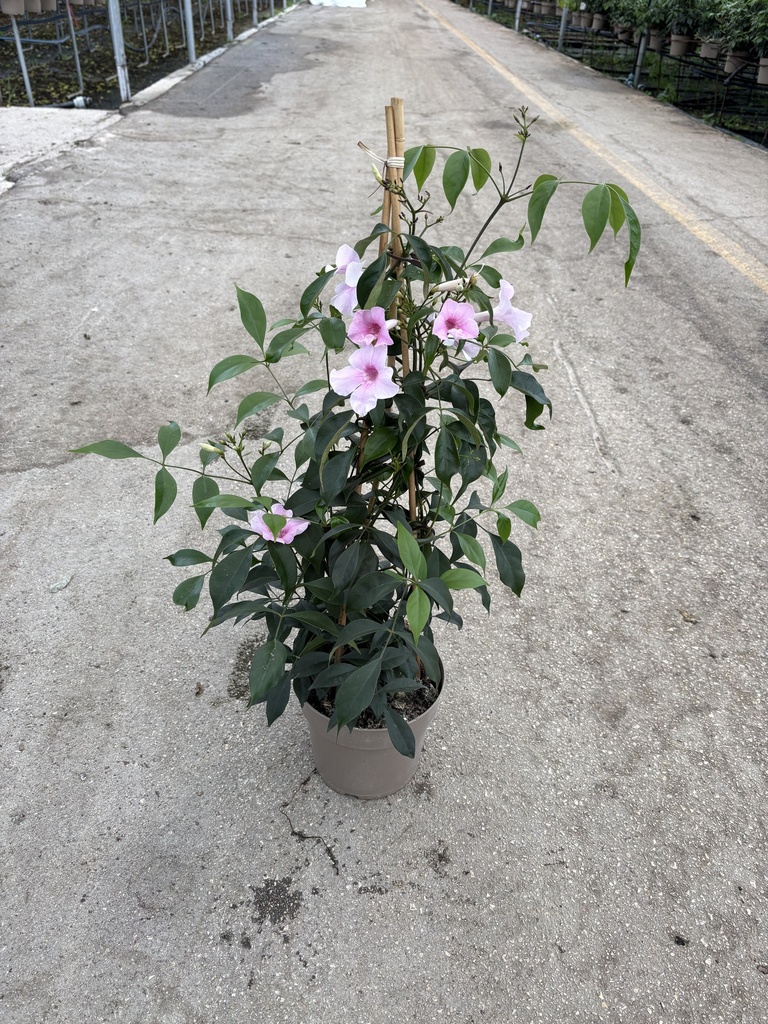 Pandorea jasminoides pyramid 17