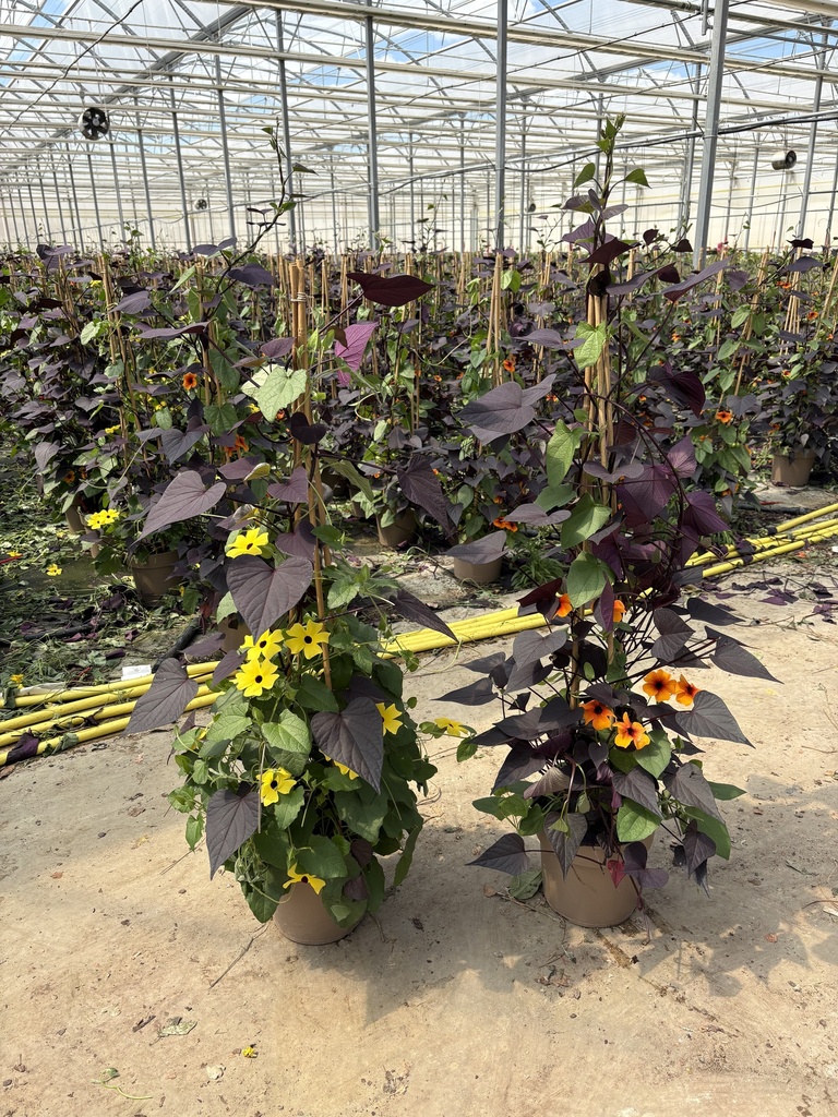 Thunbergia/Ipomea MixMaster Pyramide 21