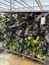 Thunbergia/Ipomea MixMaster pyramid 21
