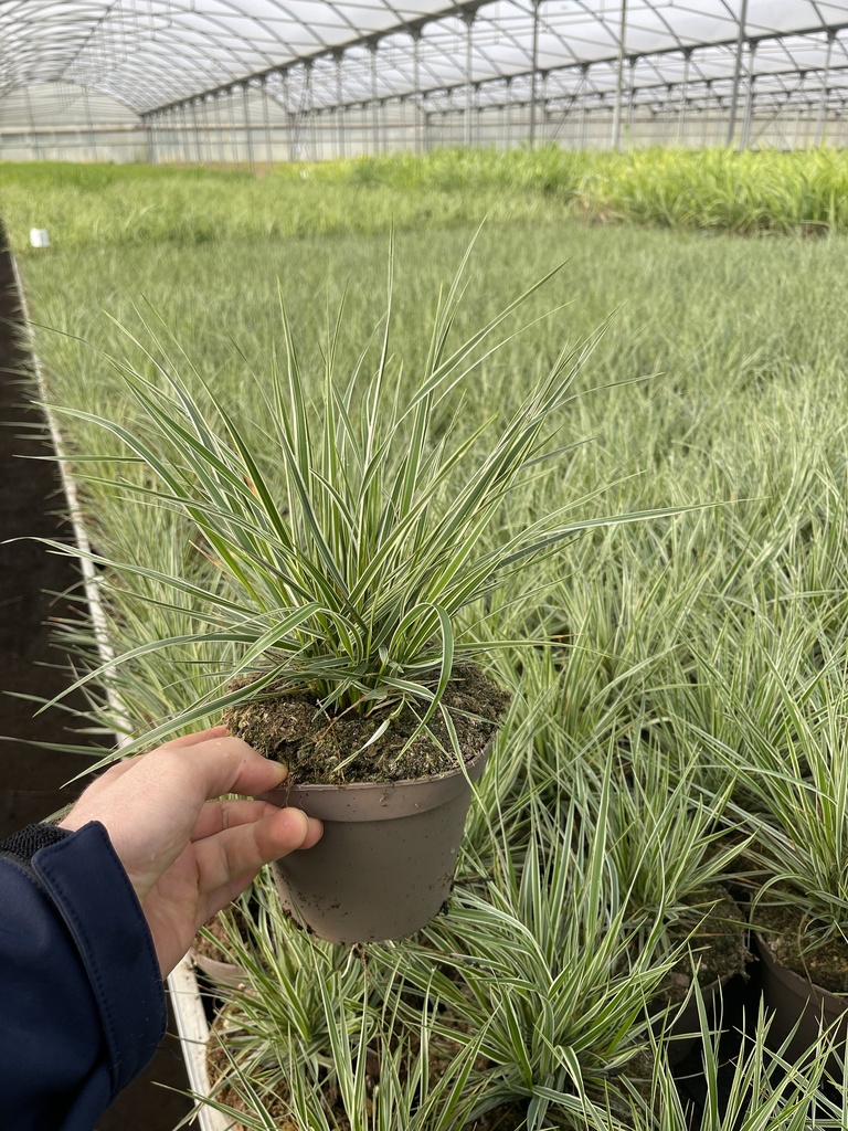 Calamagrostis acutiflora pot 14