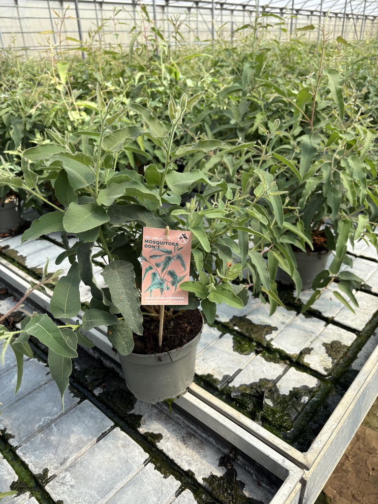 Eucalyptus citriodora cespuglio 17