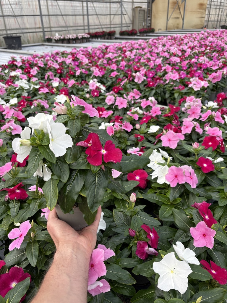 Catharanthus roseus Busch 12
