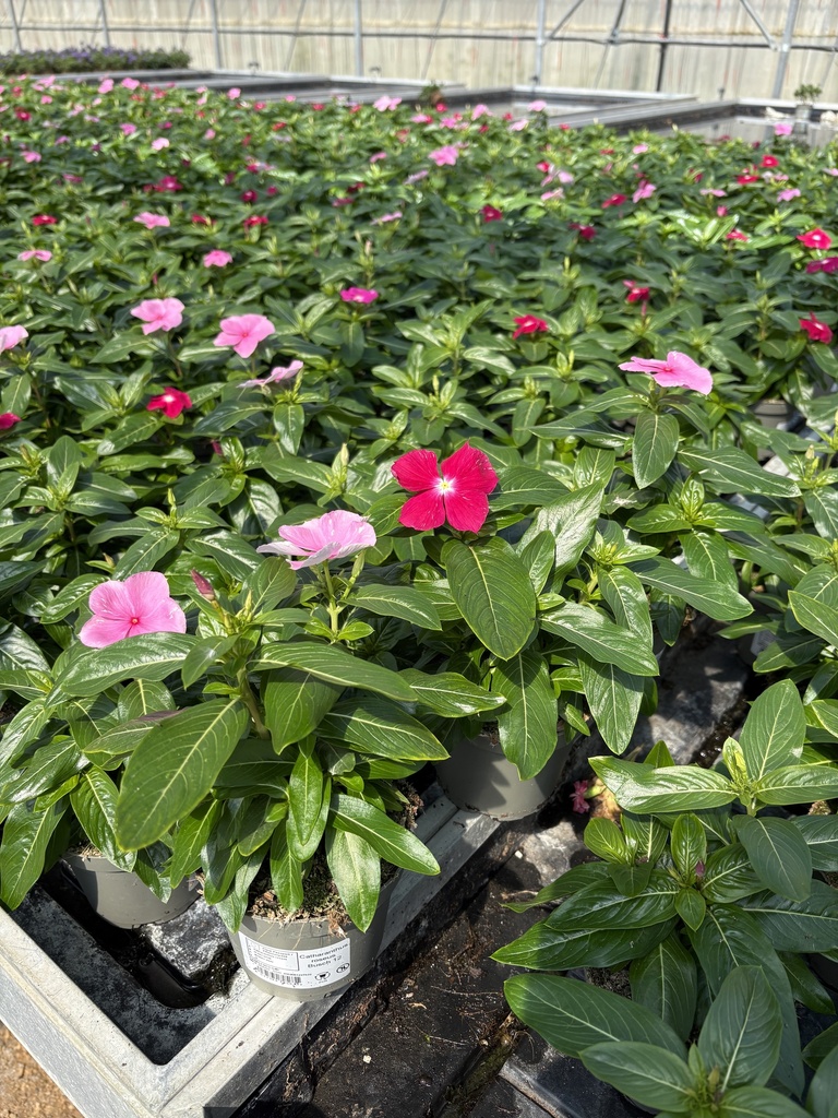 Catharanthus roseus bush 12