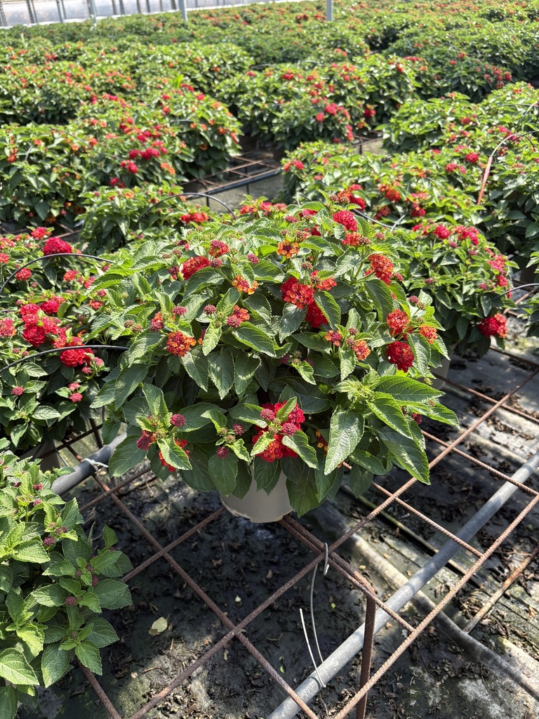 Lantana camara rosso cespuglio 17
