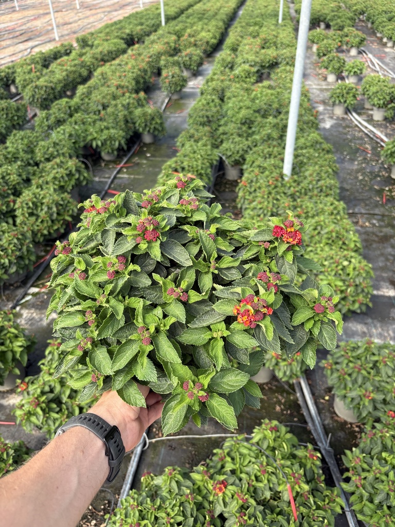 Lantana camara rosso cespuglio 17