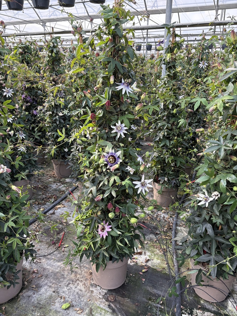 Passiflora tricolor pyramid 27