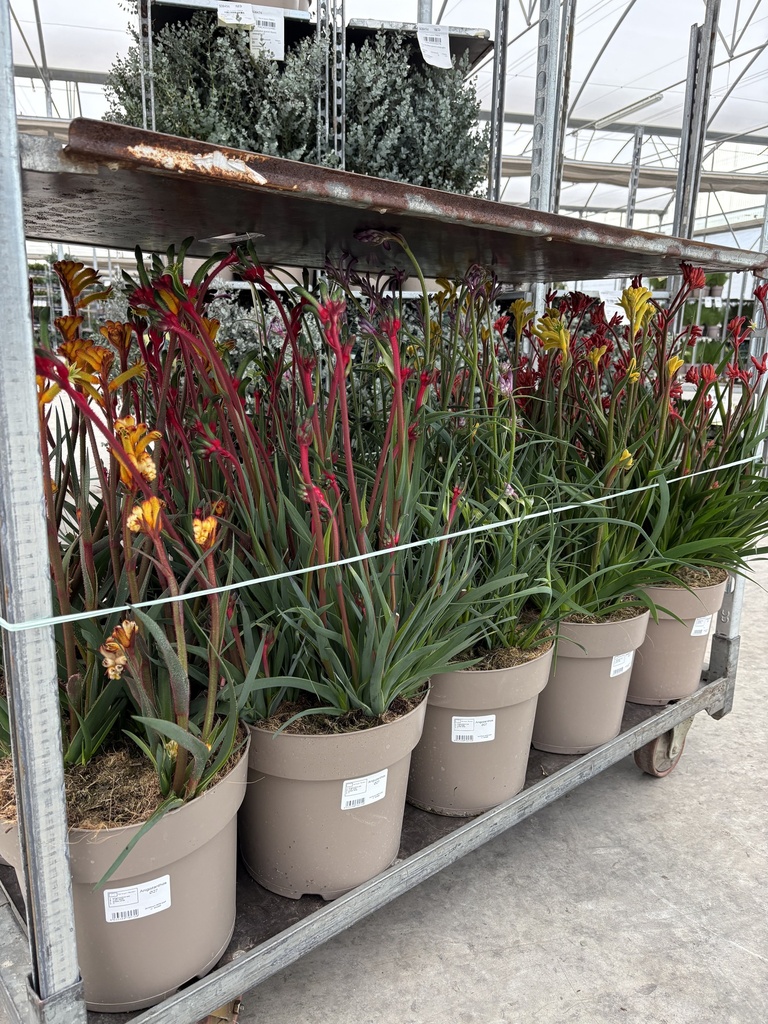 Anigozanthos (Känguru-Pfoten) Topf 27