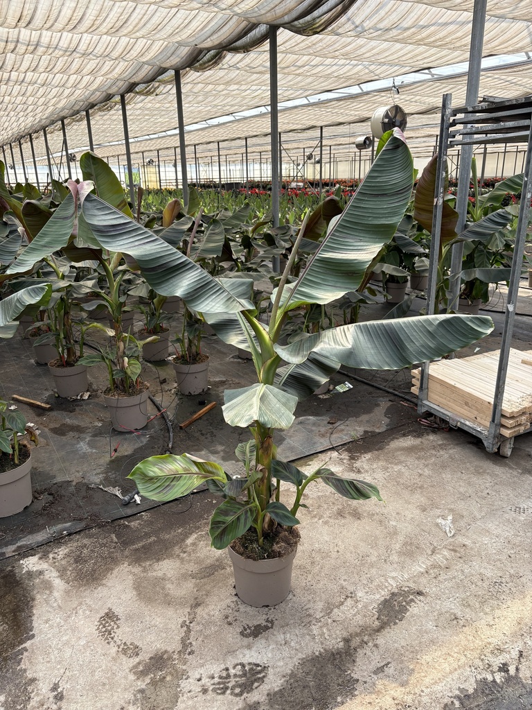 Musa sikkimensis Red Tiger vaso 27