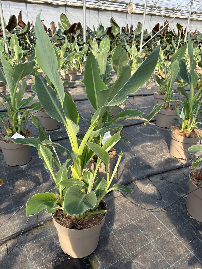 Musella lasiocarpa vaso 27