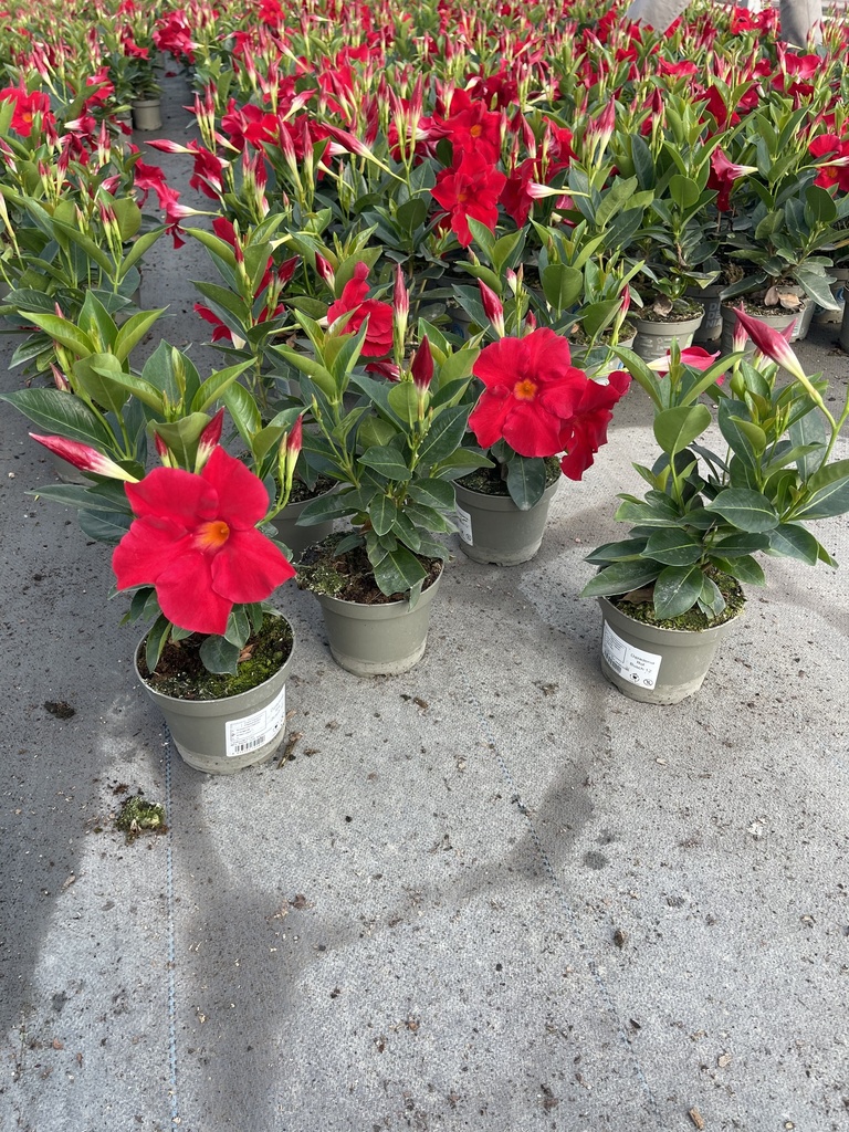 Dipladenia red bush 12