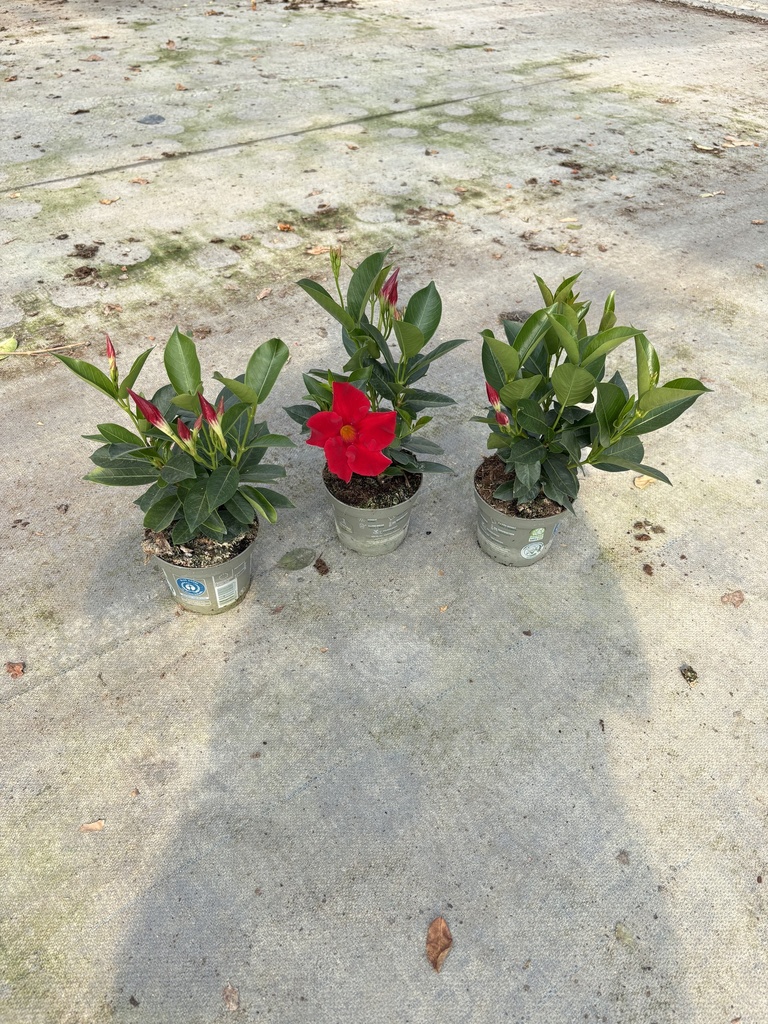 Dipladenia rosso cespuglio 12