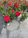 Dipladenia red bush 12