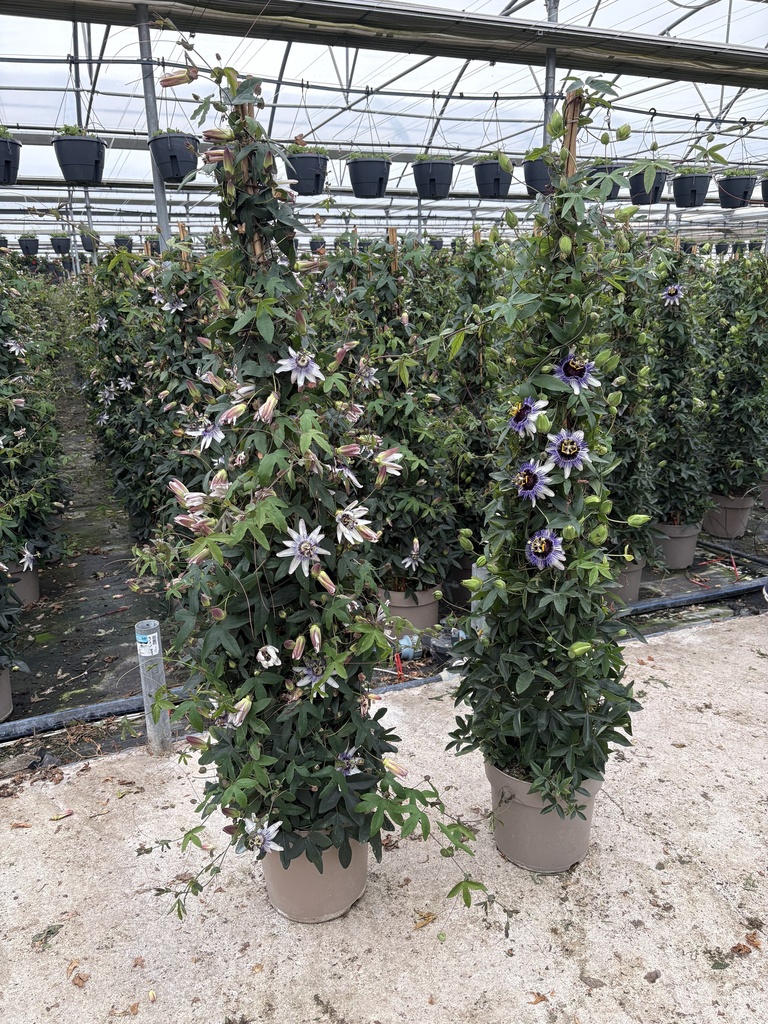 Passiflora mix piramide 27
