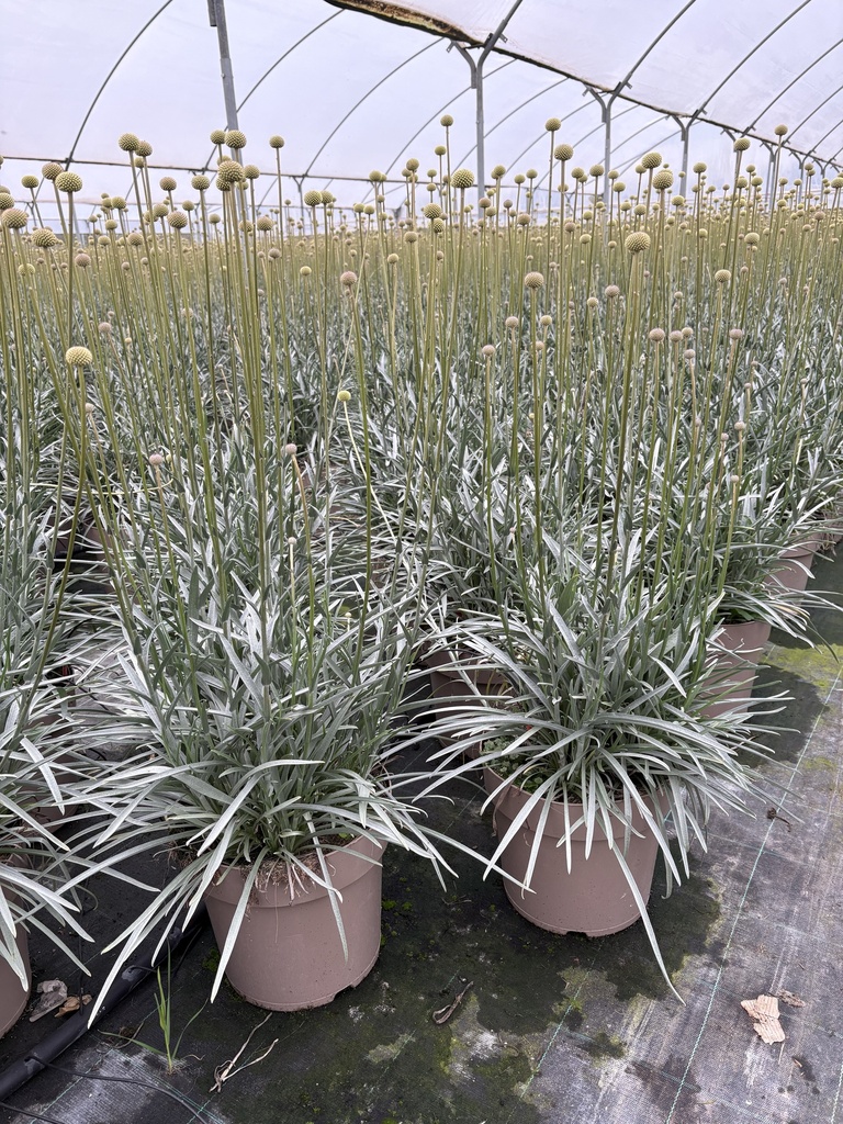 Craspedia globosa Golf Beauty Topf 27