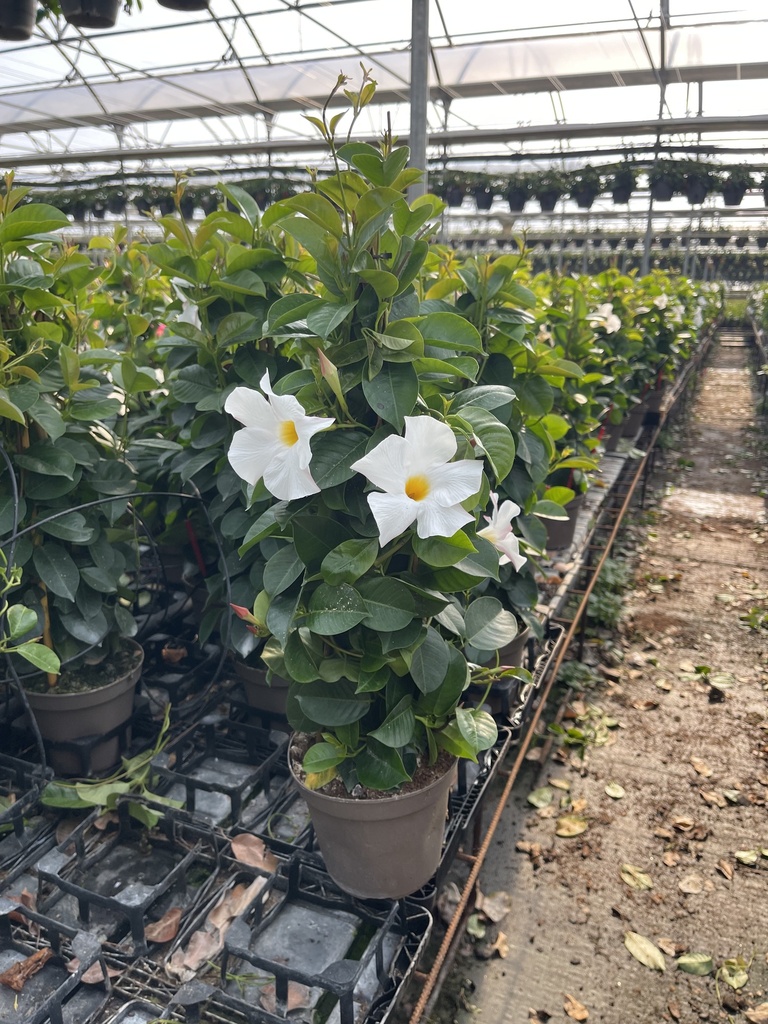 Dipladenia bianco piramide 14