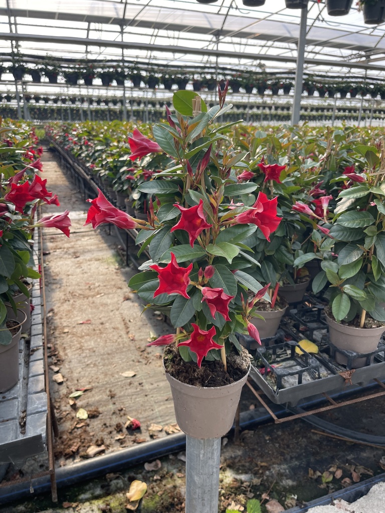 Dipladenia rosso piramide 14