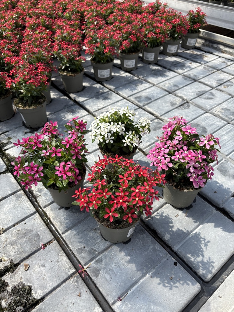 Catharanthus roseus Soiree cespuglio 12