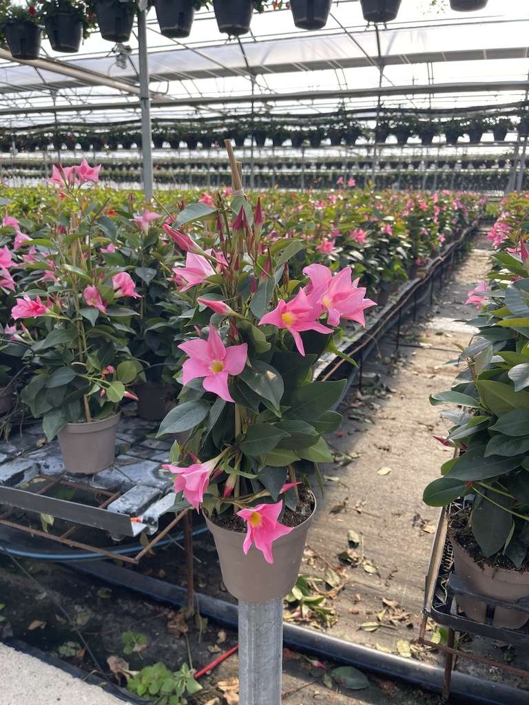 Dipladenia Pink Pyramide 14 