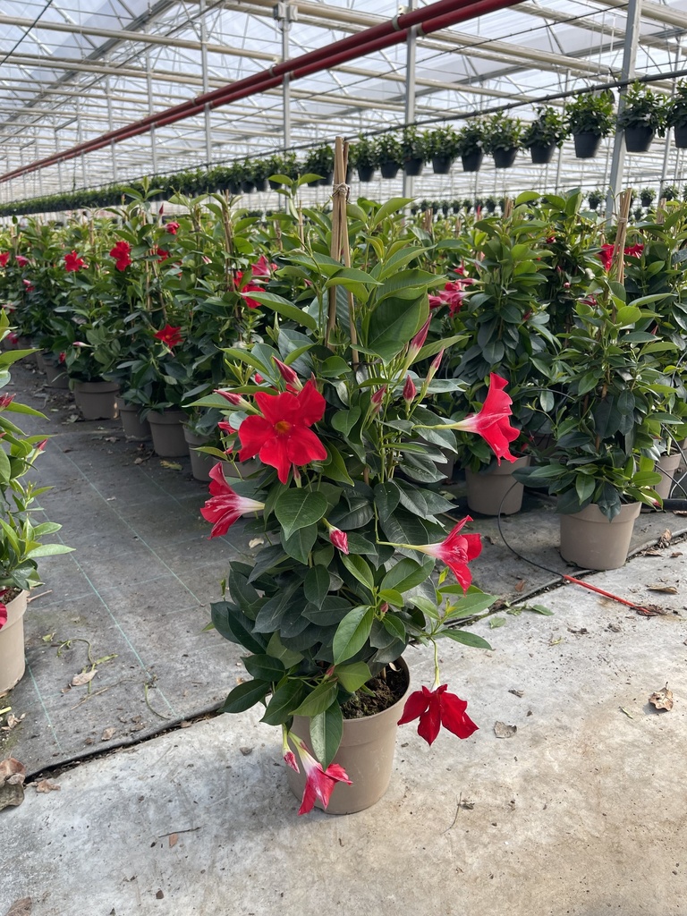 Dipladenia red pyramid 17