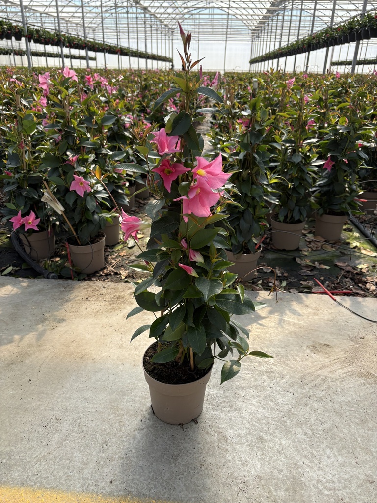 Dipladenia Pink Pyramide 17